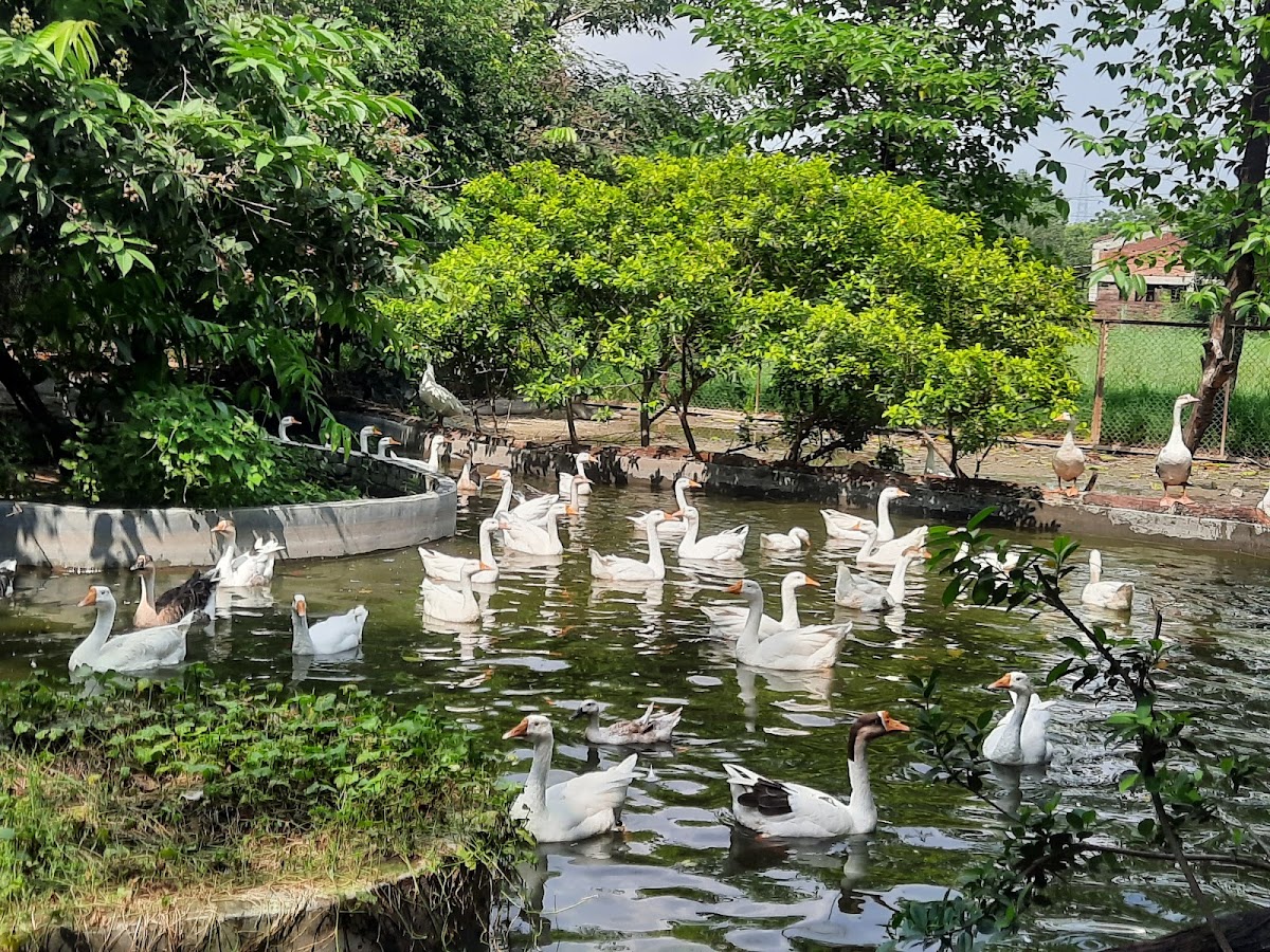 City Forest Park-Ghaziabad photo 4