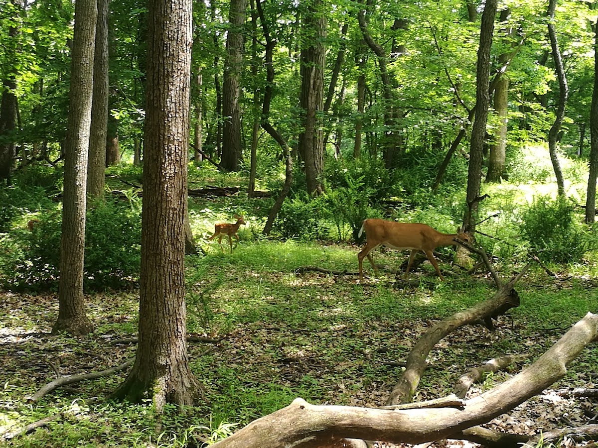 Catherine Chevalier Woods photo 7