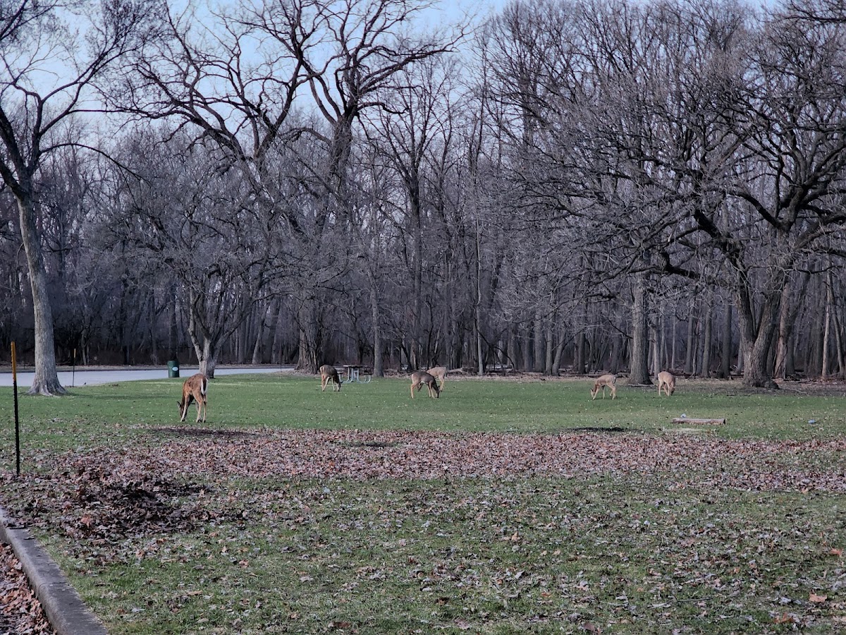 Catherine Chevalier Woods photo 9