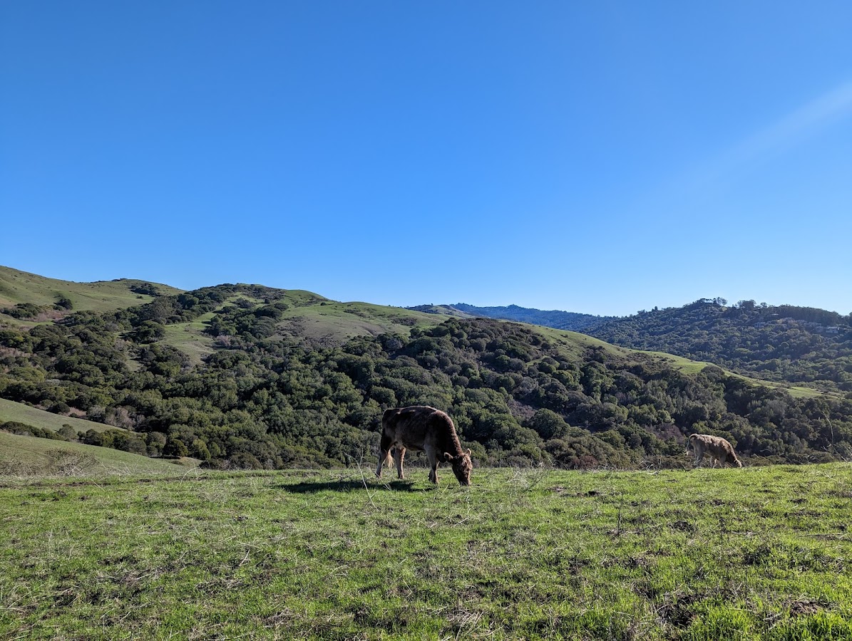 Wildcat Canyon Regional Park photo 2
