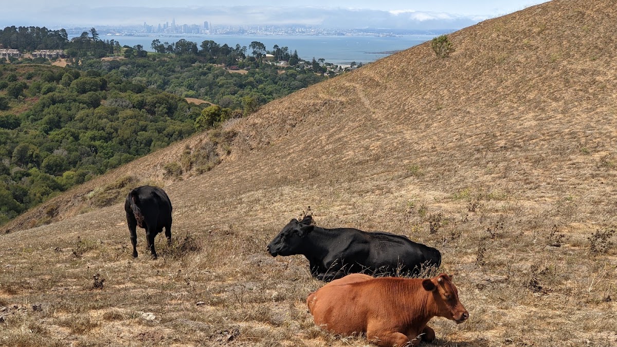 Wildcat Canyon Regional Park photo 3