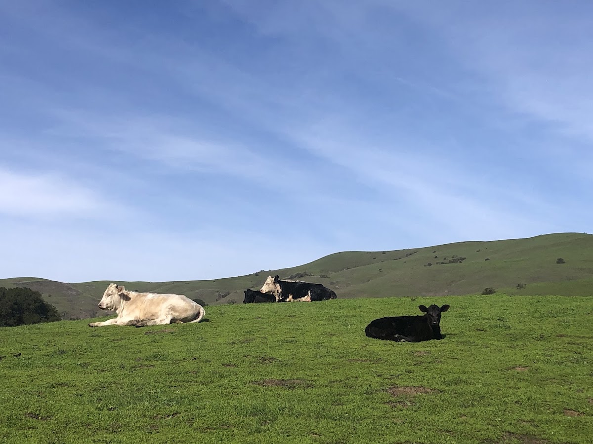 Wildcat Canyon Regional Park photo 4