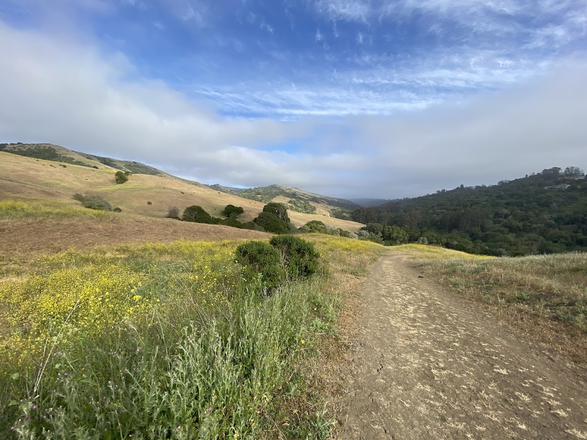Wildcat Canyon Regional Park photo 5