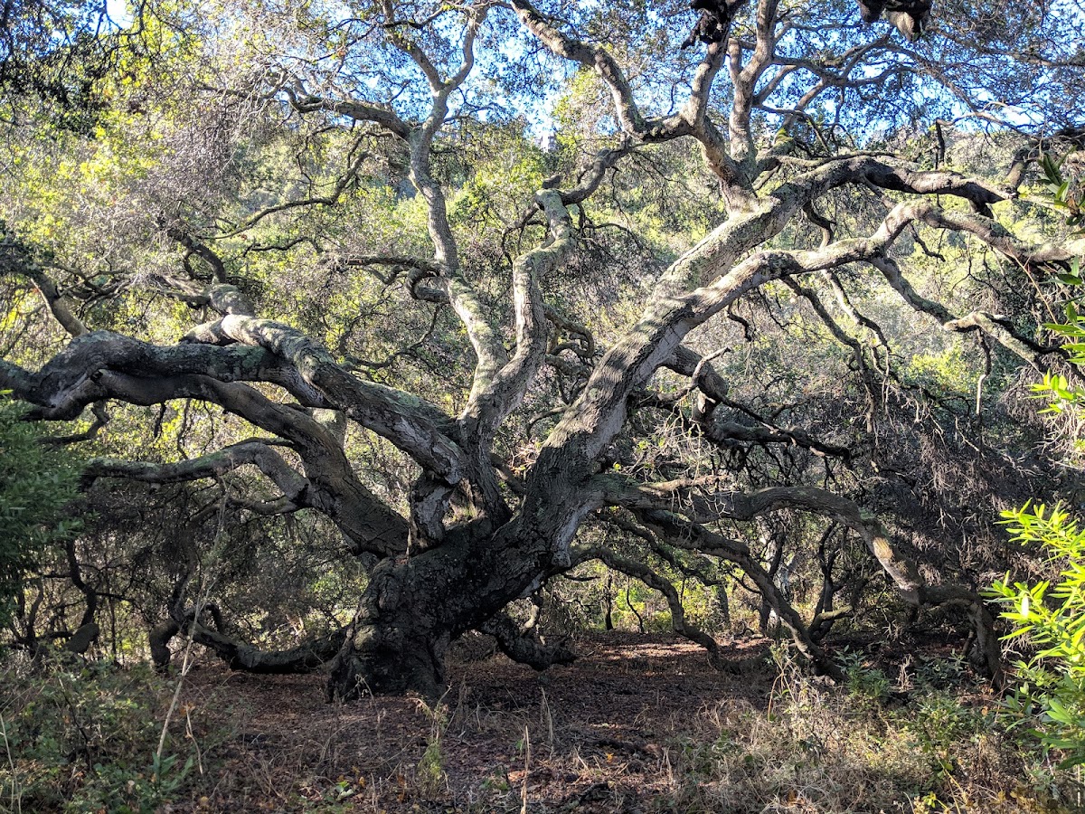 Wildcat Canyon Regional Park photo 10