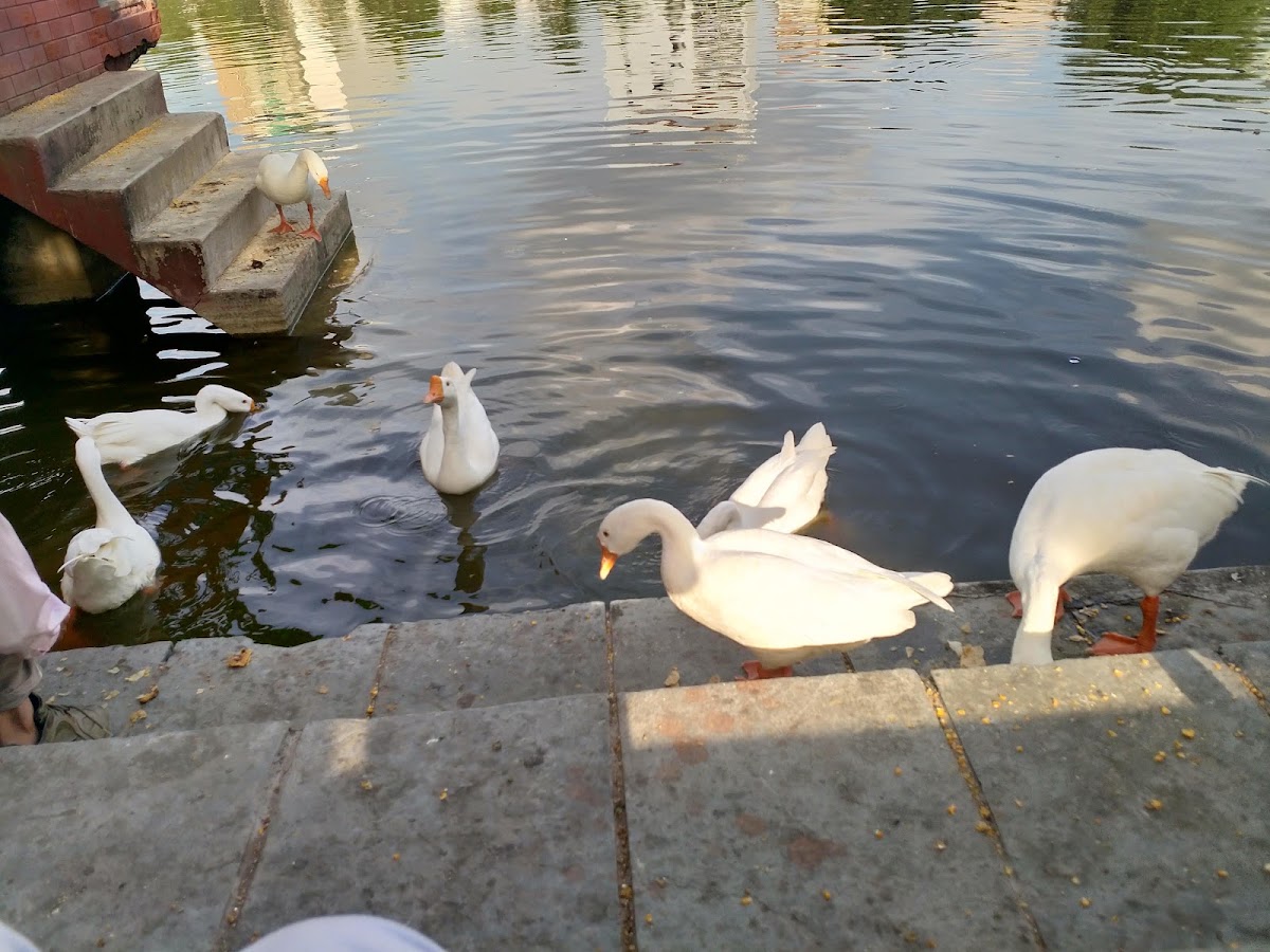 Naini Lake photo 3