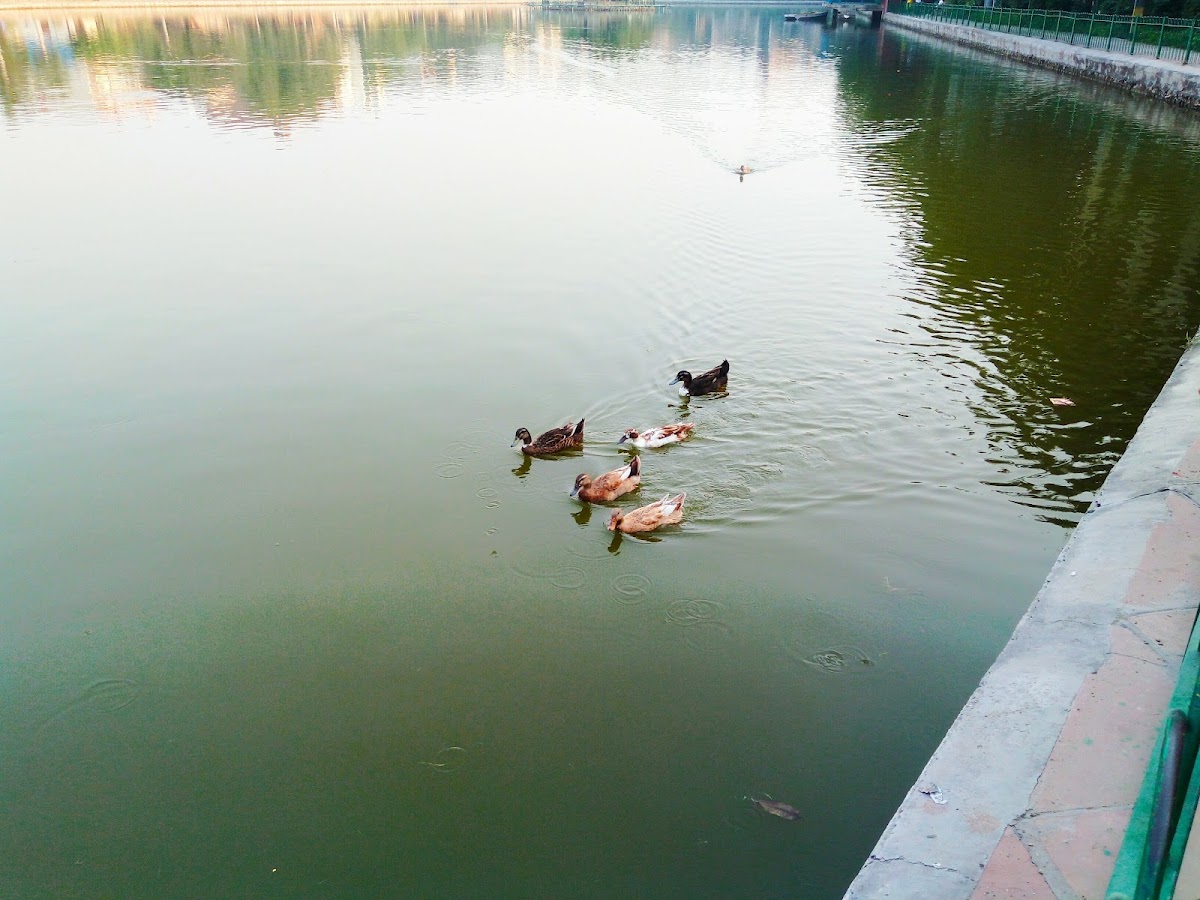 Naini Lake photo 5