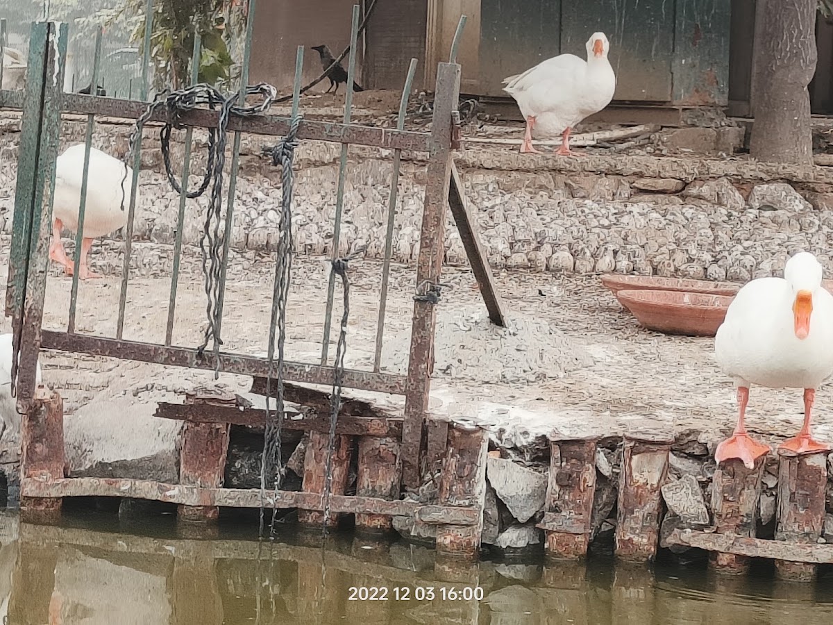 Naini Lake photo 8