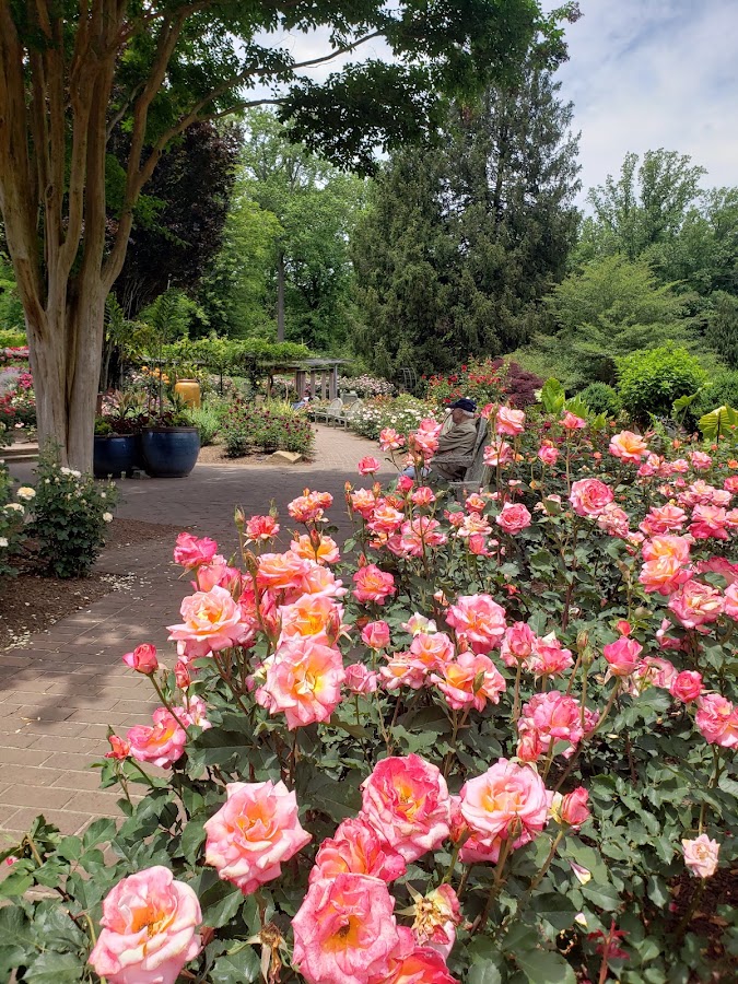 Brookside Gardens photo 7