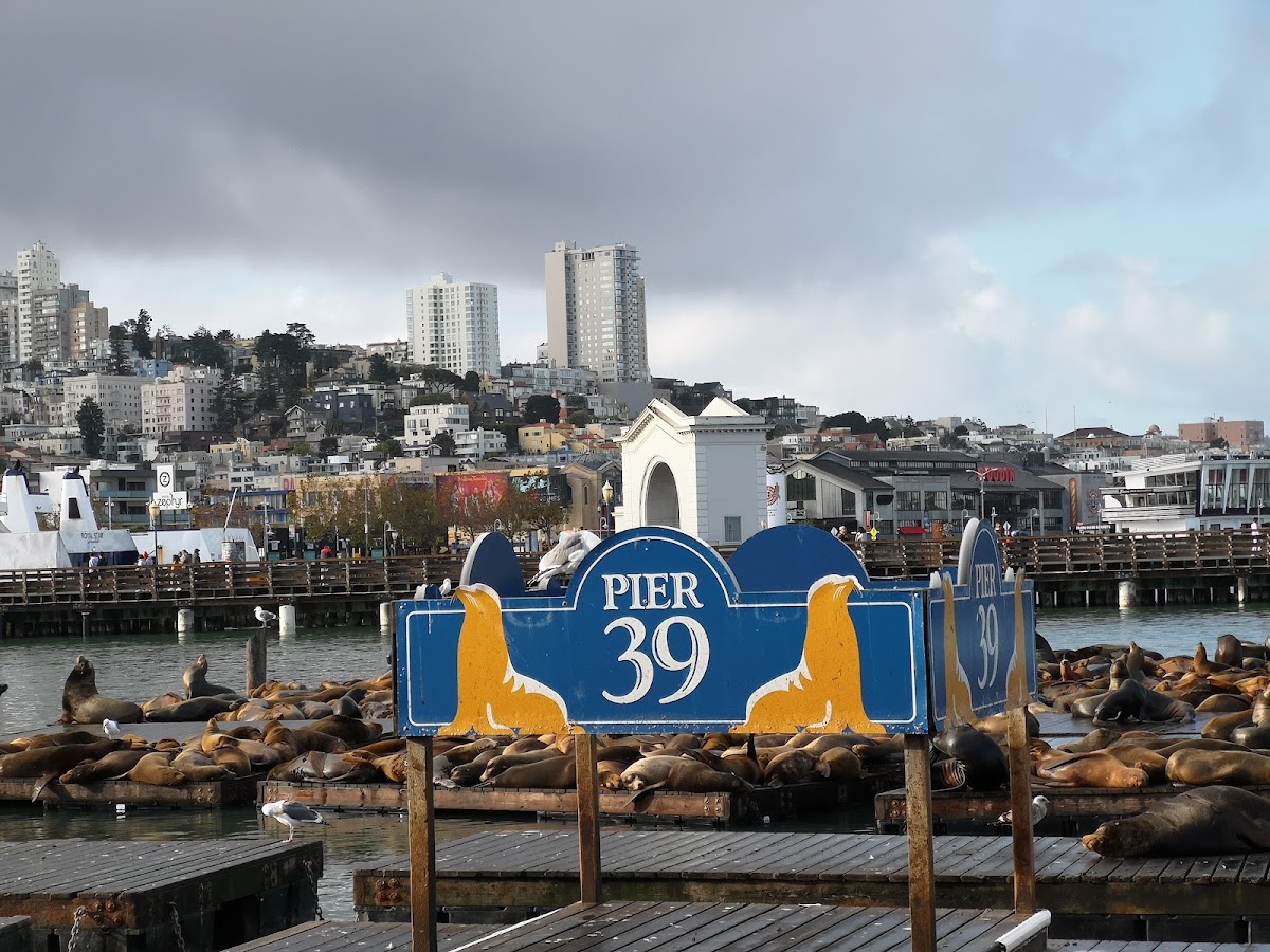 PIER 39 photo 3