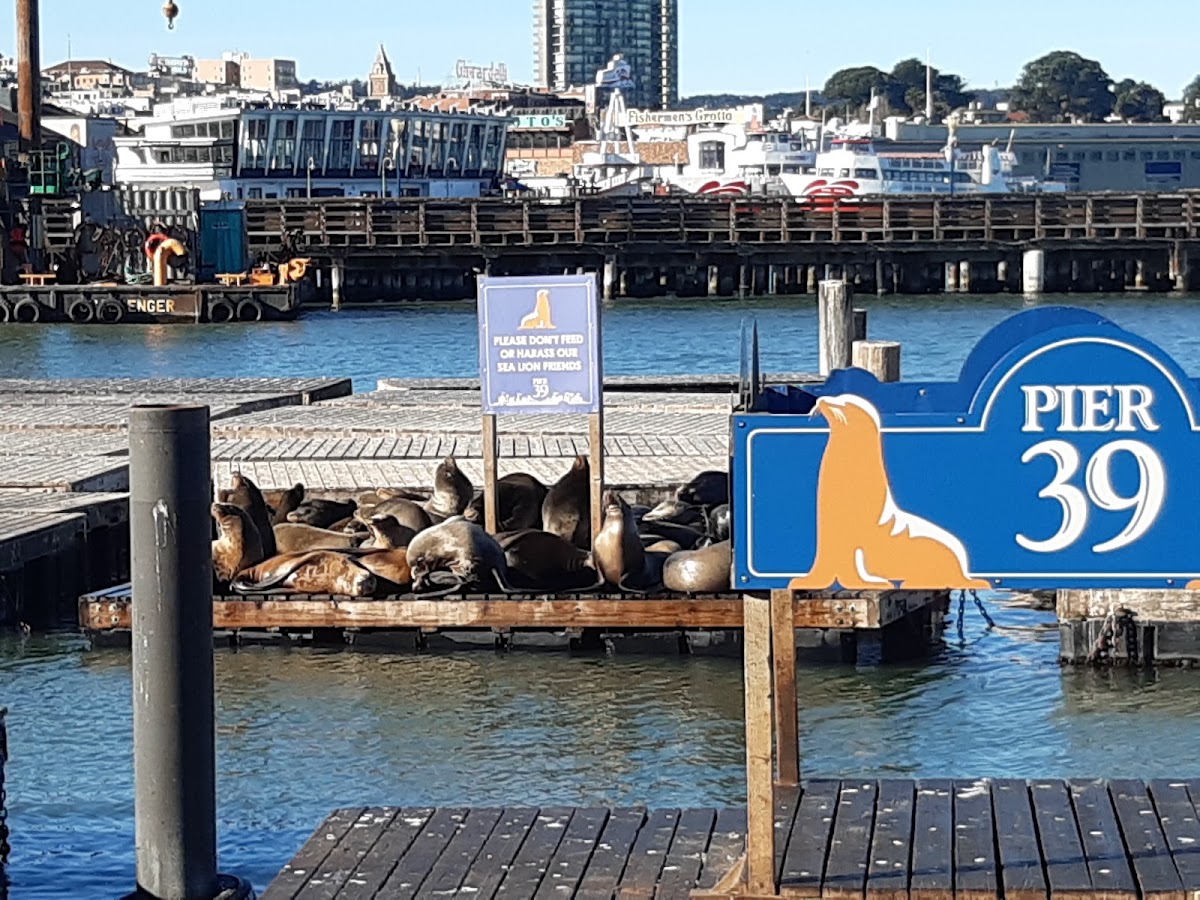 PIER 39 photo 5