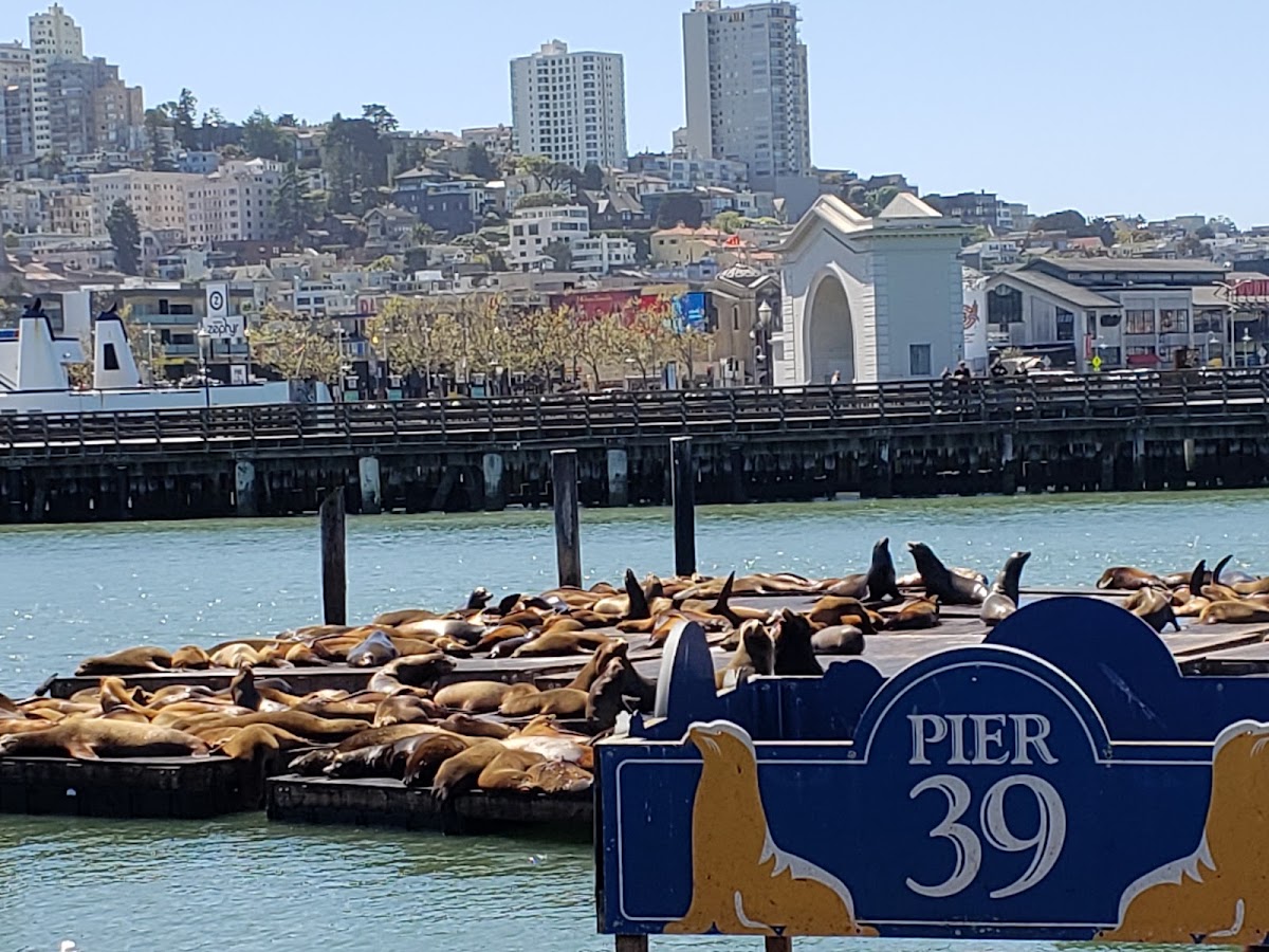 PIER 39 photo 7
