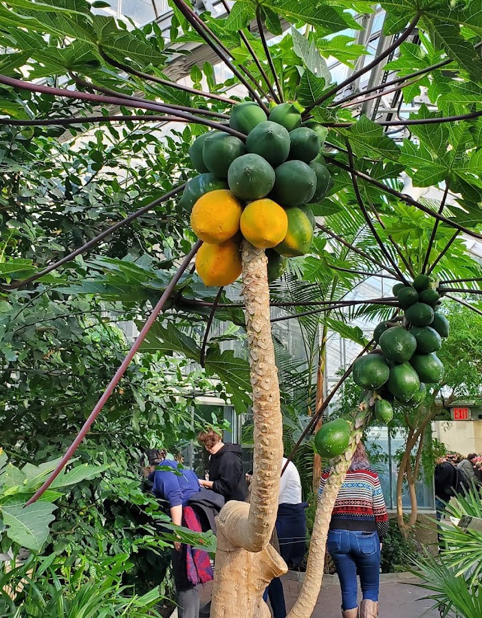 United States Botanic Garden photo 10