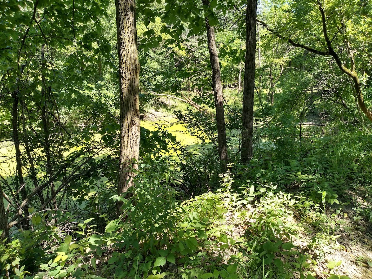 Forest Glen Woods photo 2