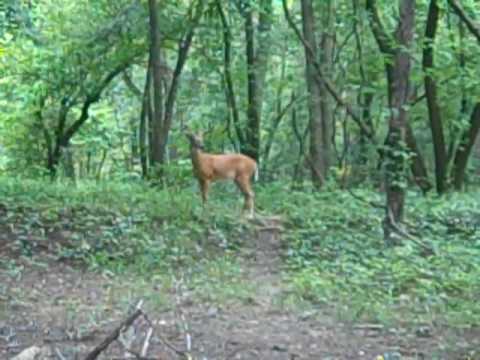 Forest Glen Woods photo 6
