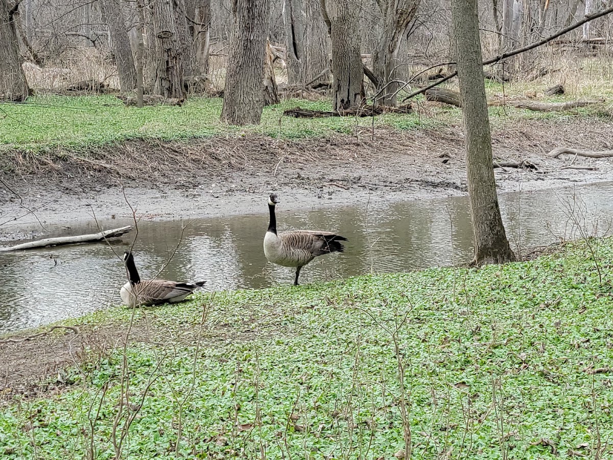 Forest Glen Woods photo 9