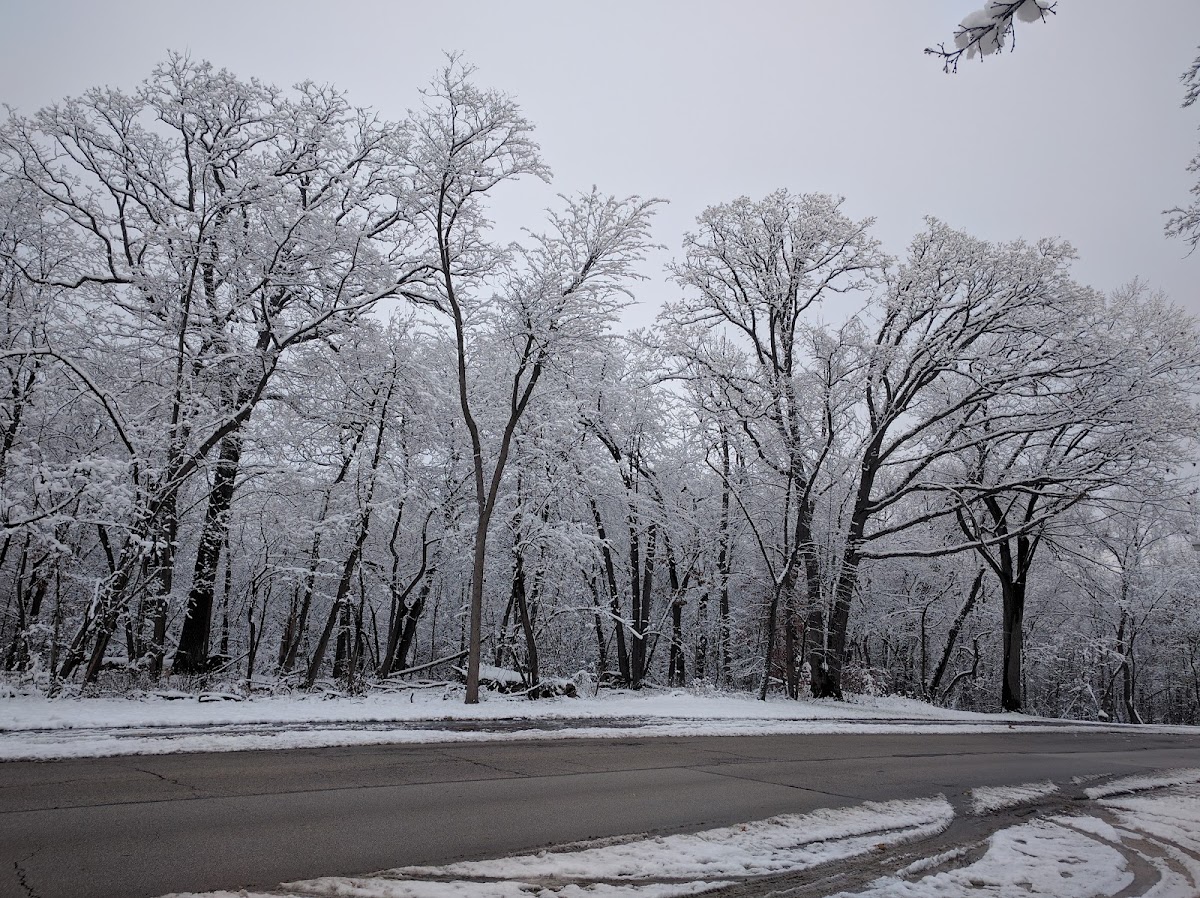 Forest Glen Woods photo 10