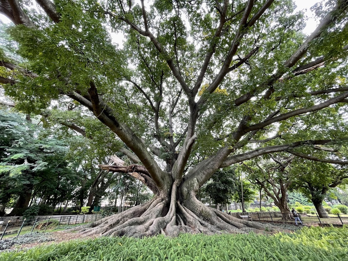 Lalbagh Botanical Garden photo 5