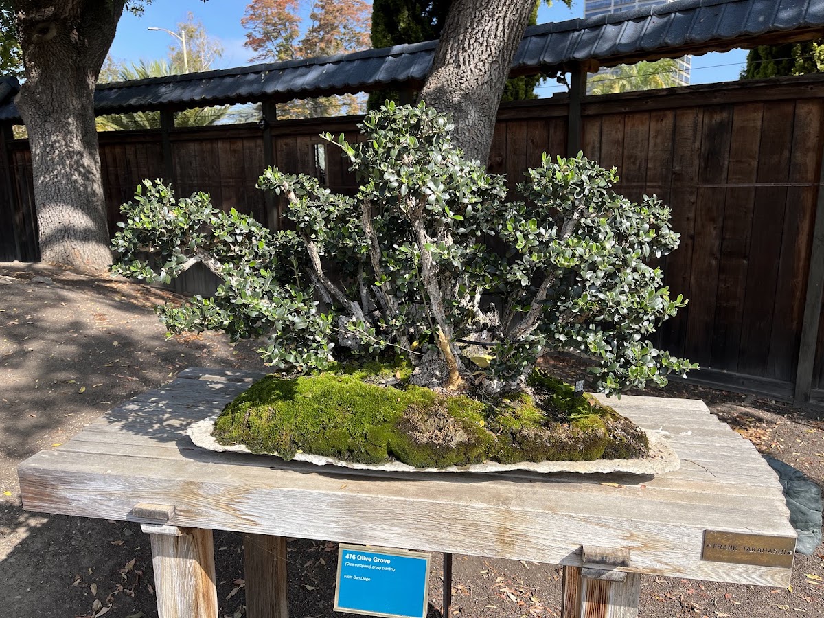 The Gardens at Lake Merritt photo 10