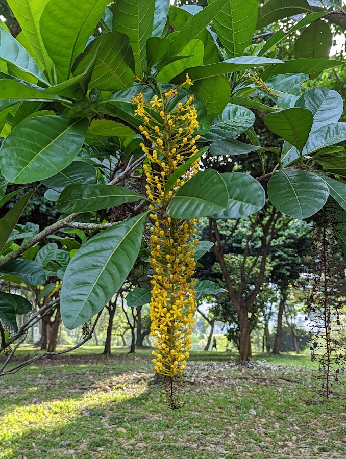 Punggol Park photo 3
