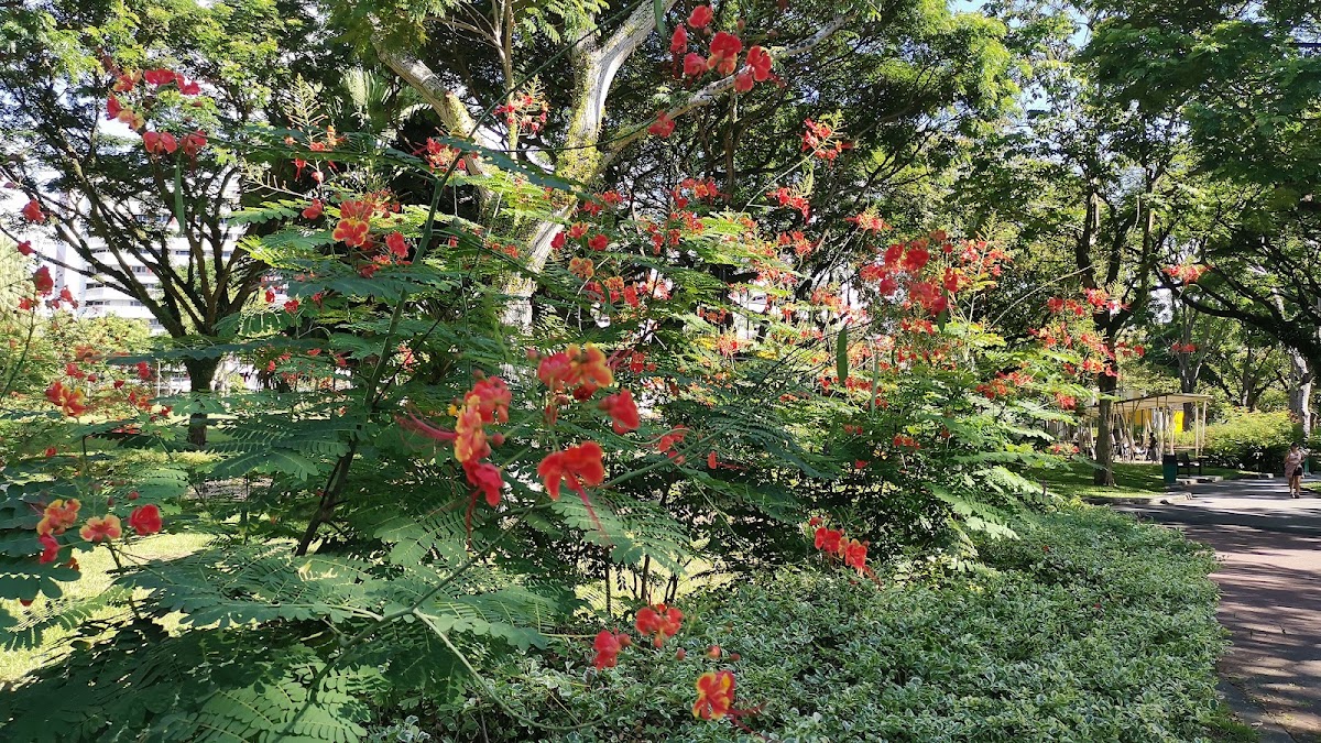 Punggol Park photo 5