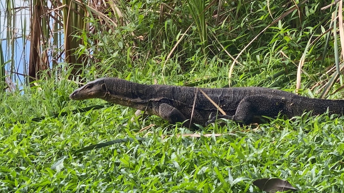 Punggol Park photo 6