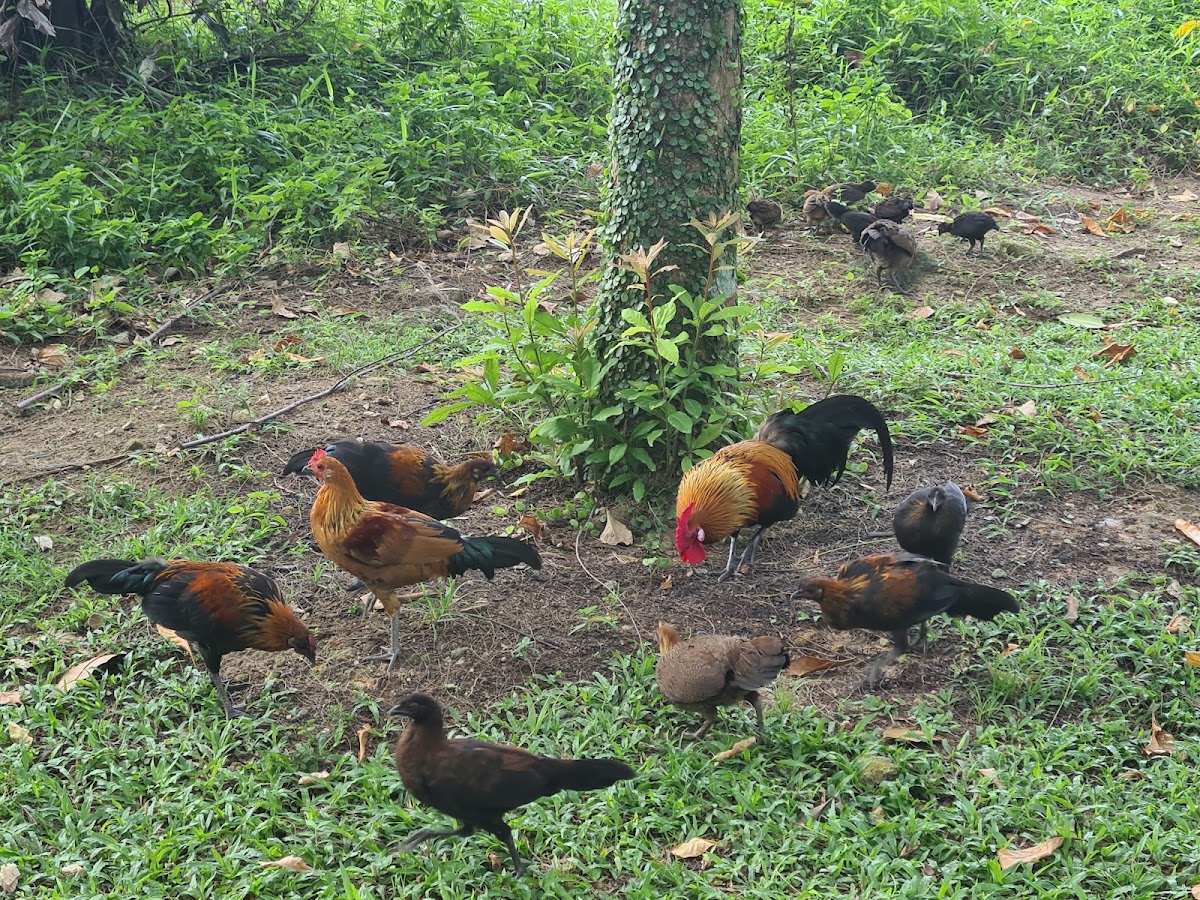 Punggol Park photo 9