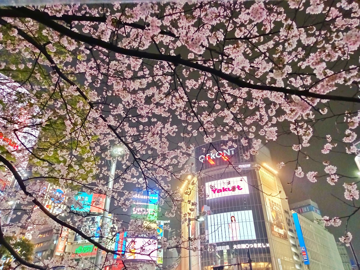 Shibuya Scramble Crossing photo 10