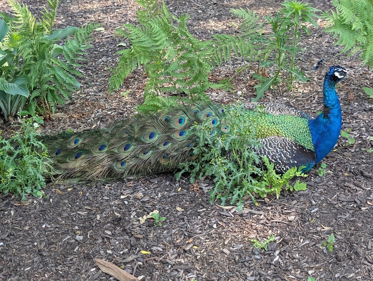 Brookfield Zoo Chicago photo 3