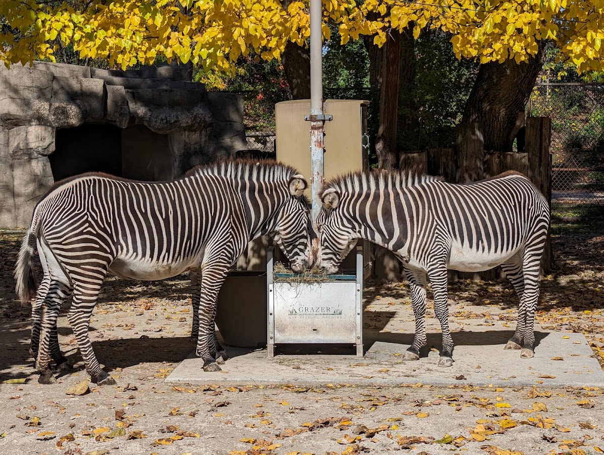 Brookfield Zoo Chicago photo 5