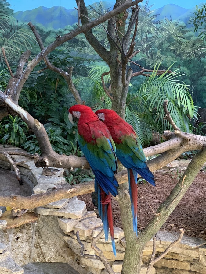 Brookfield Zoo Chicago photo 7