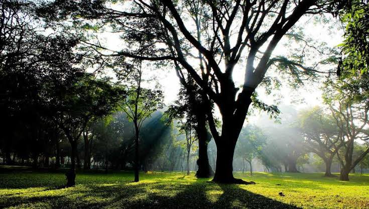 Sri Chamarajendra Park photo 9