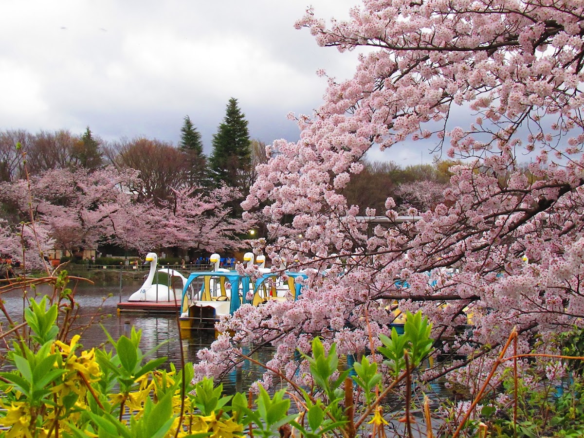 Inokashira Park photo 9