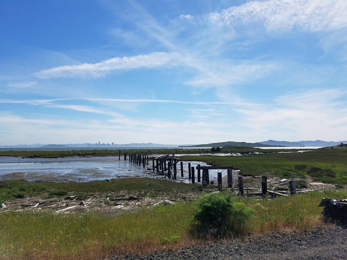 Point Isabel Regional Shoreline photo 4