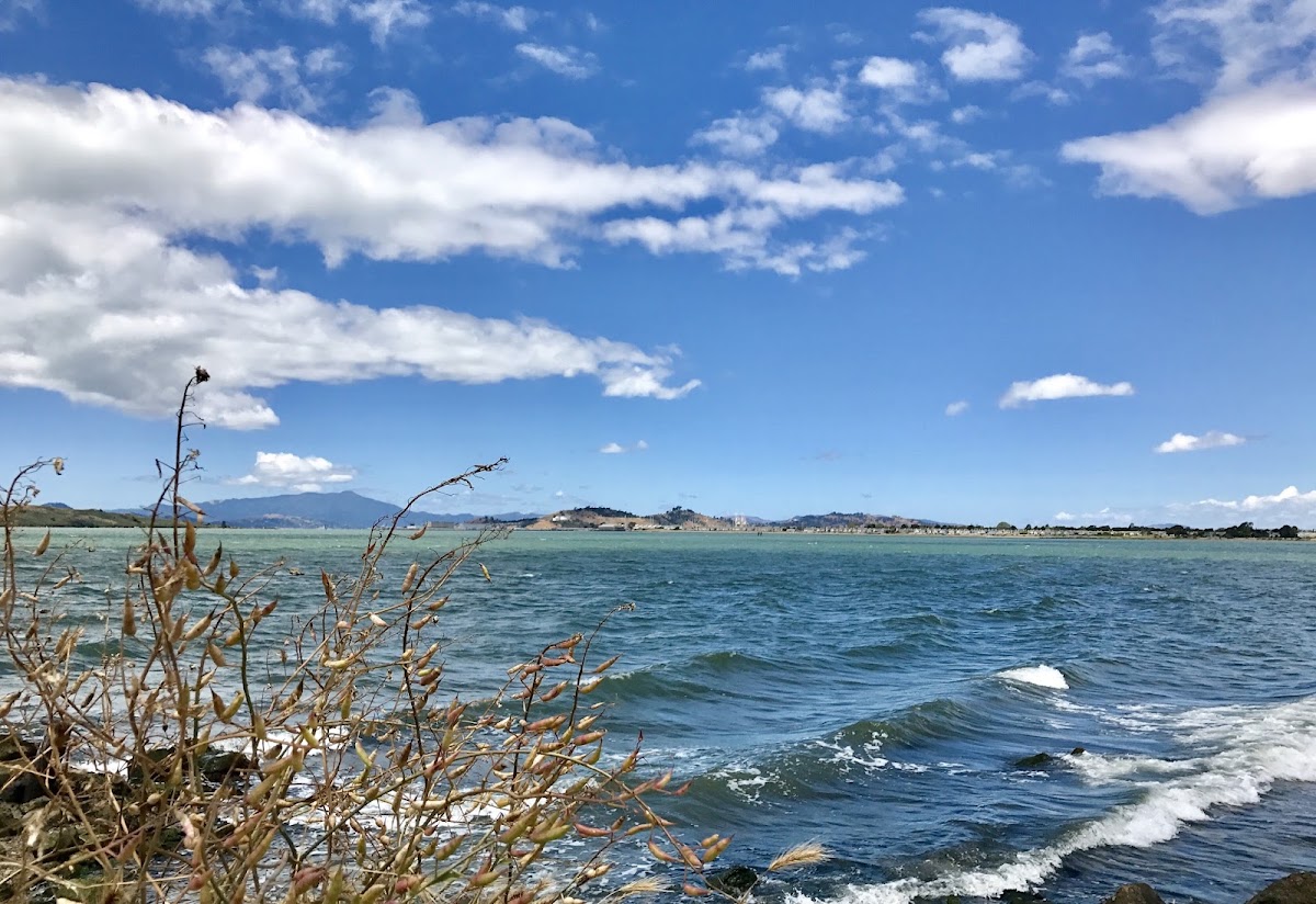 Point Isabel Regional Shoreline photo 7