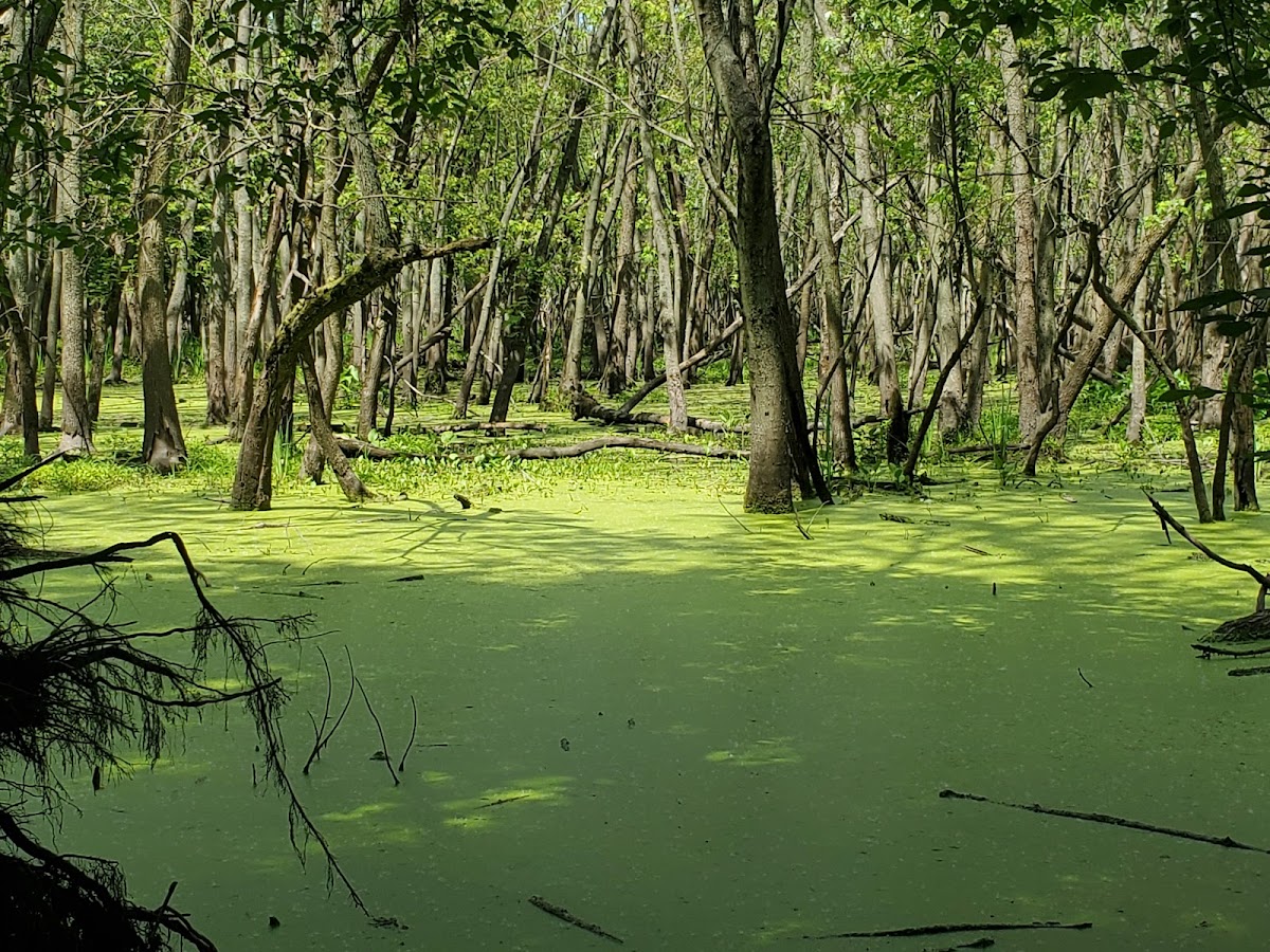 LaBagh Woods photo 4