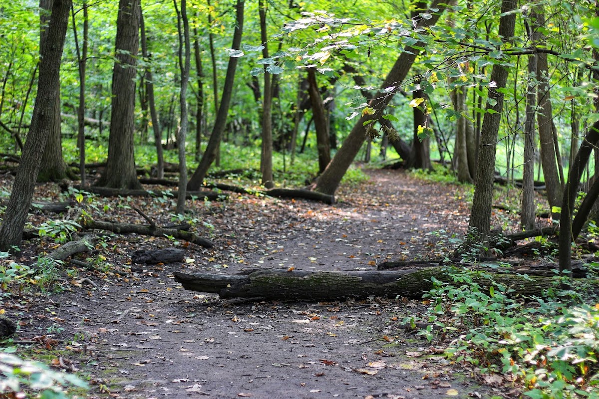 LaBagh Woods photo 5