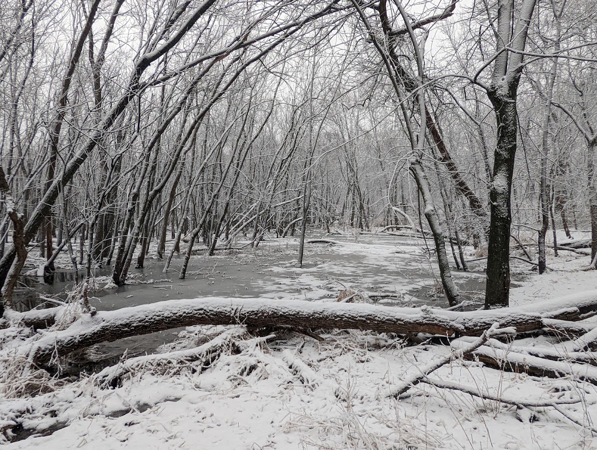 LaBagh Woods photo 10
