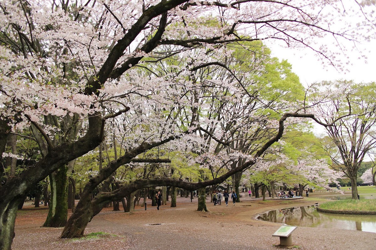 Yoyogi Park photo 3