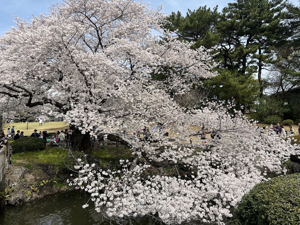 Yoyogi Park photo 5