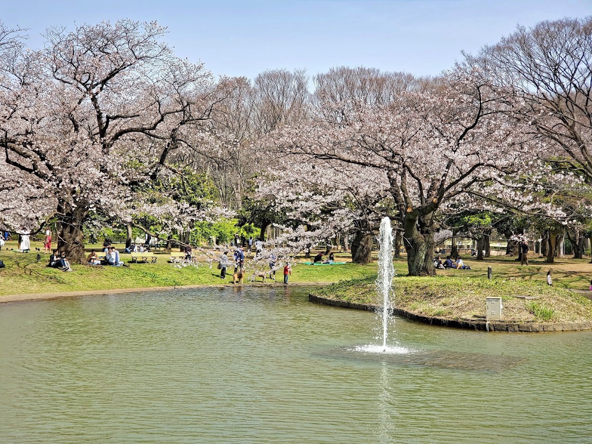 Yoyogi Park photo 7