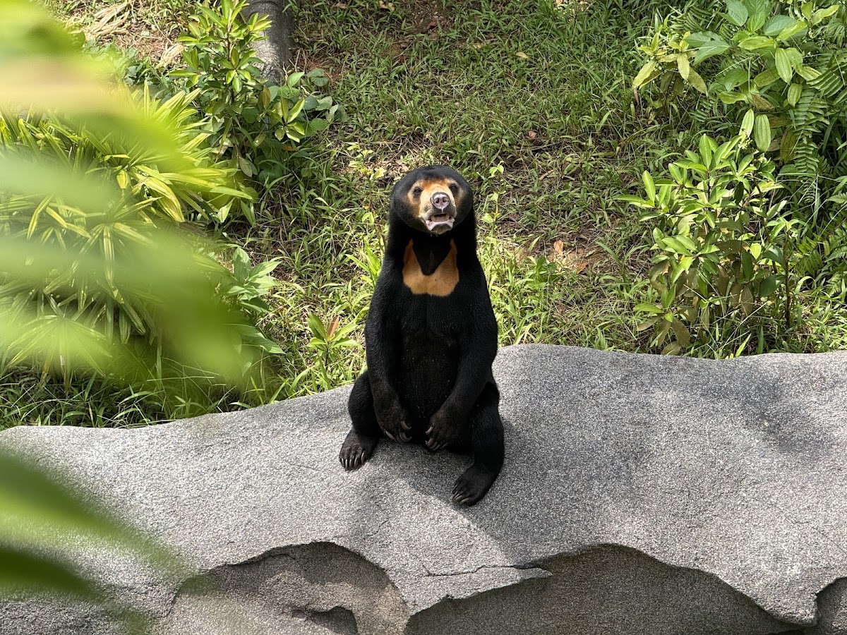 Rainforest Wild Adventure WEST photo 10