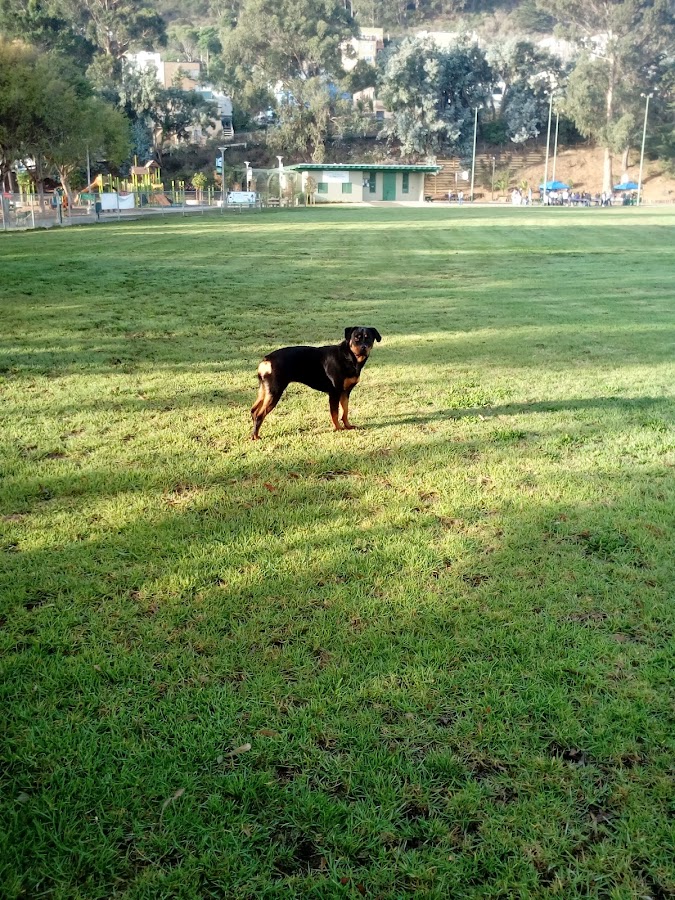 Gilman Playground Park photo 8