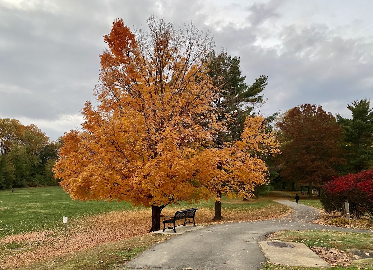 Van Dyck Park photo 4