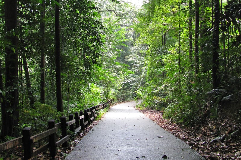 Bukit Timah Nature Reserve photo 3