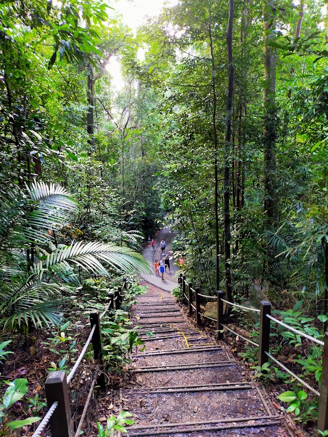 Bukit Timah Nature Reserve photo 4