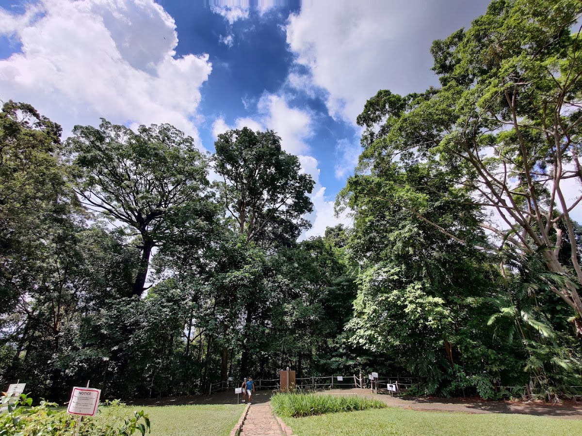 Bukit Timah Nature Reserve photo 8