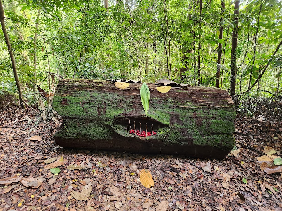 Bukit Timah Nature Reserve photo 10