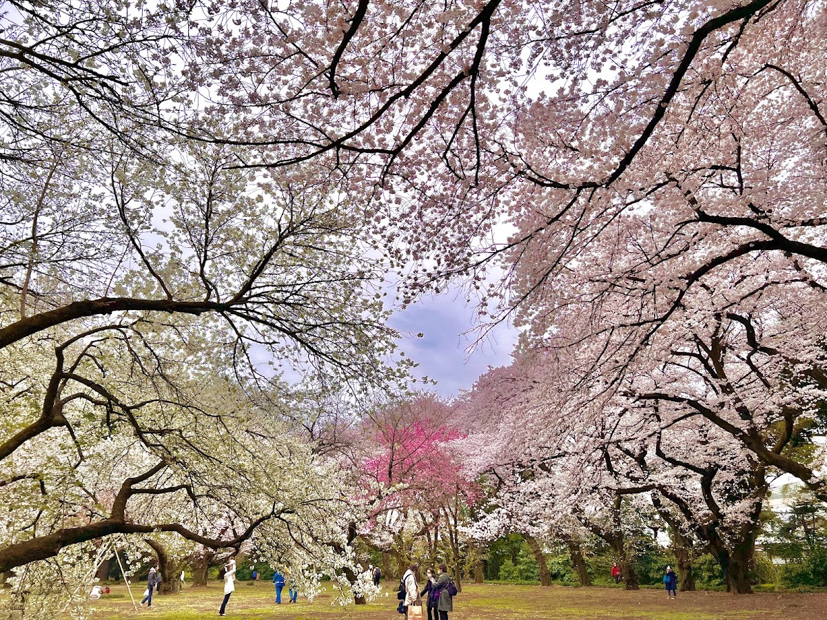 Shinjuku Gyoen National Garden photo 6