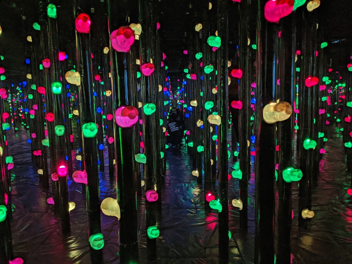 teamLab Borderless: MORI Building DIGITAL ART MUSEUM photo 10