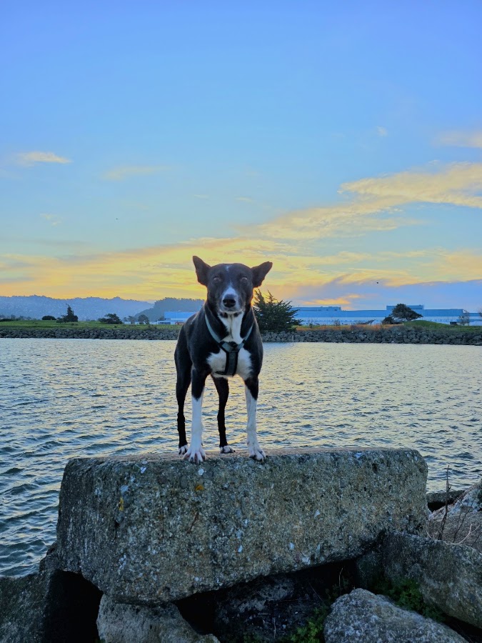 Point Isabel Dog Park photo 2